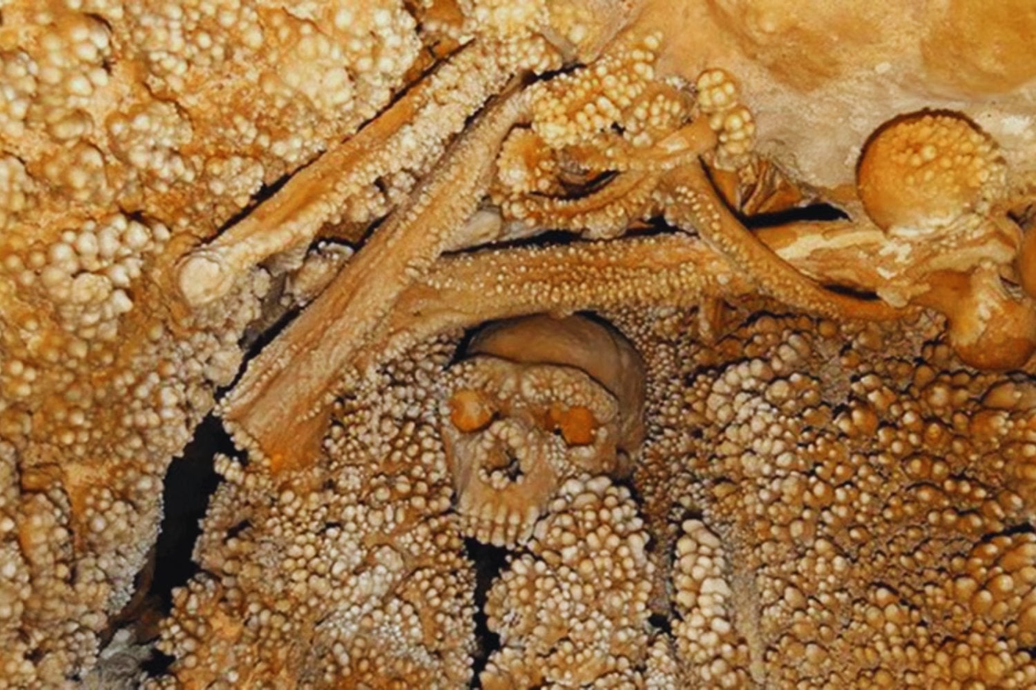 No era como creíamos: la nariz del neandertal mejor conservado de Europa contradice 50 años de teorías sobre la adaptación al frío