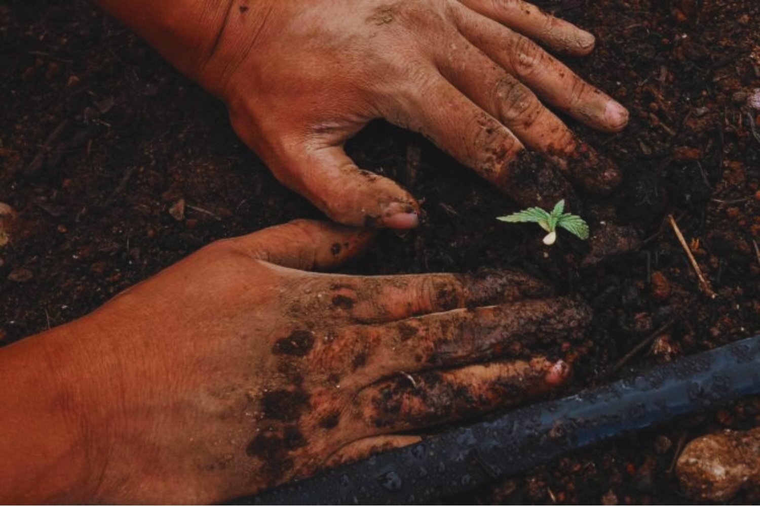 El oro brota del suelo: científicos descubren plantas capaces de absorberlo y transformarlo en metal puro
