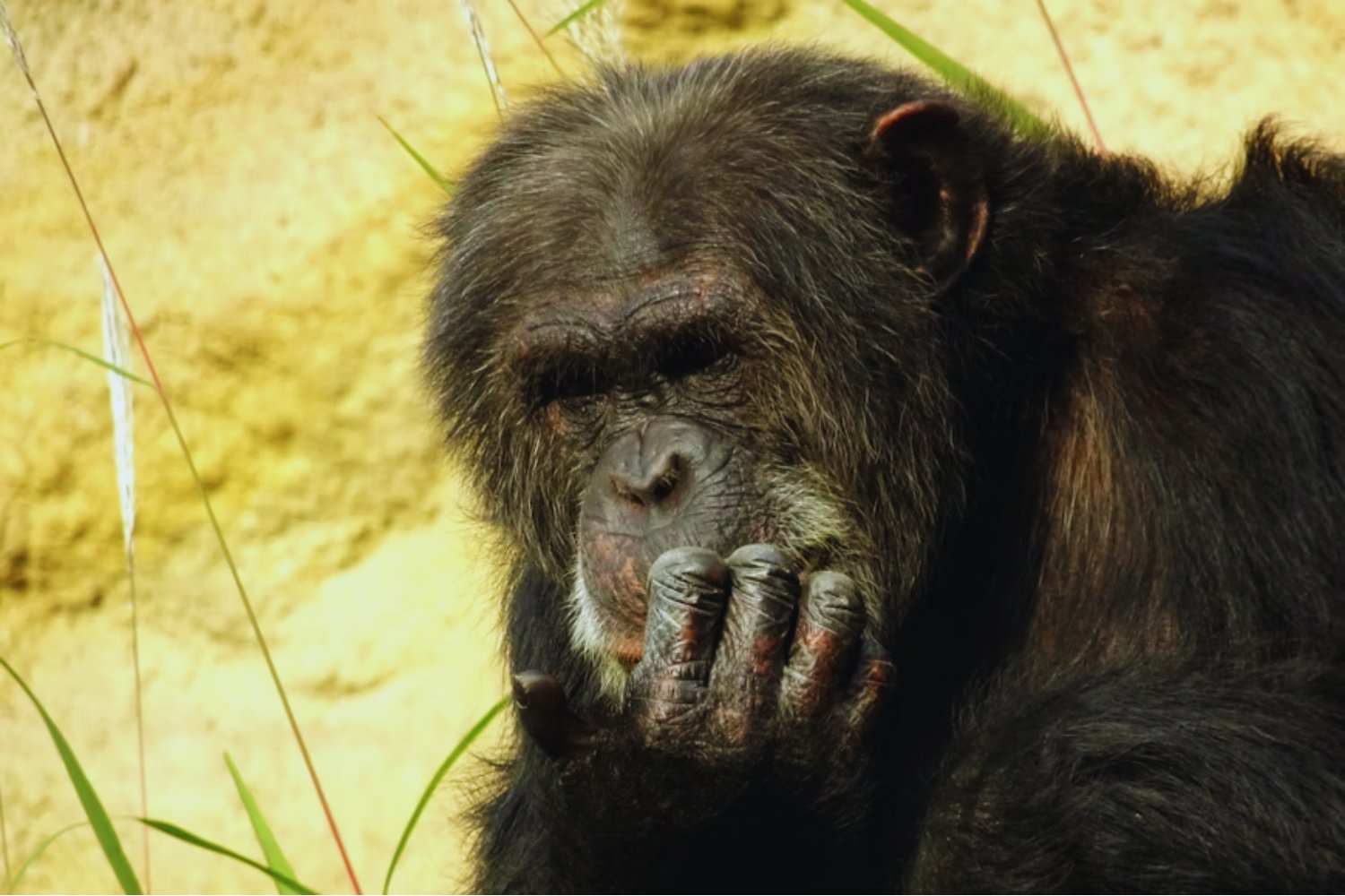 Los chimpancés también piensan. Un experimento demuestra que revisan sus creencias igual que nosotros