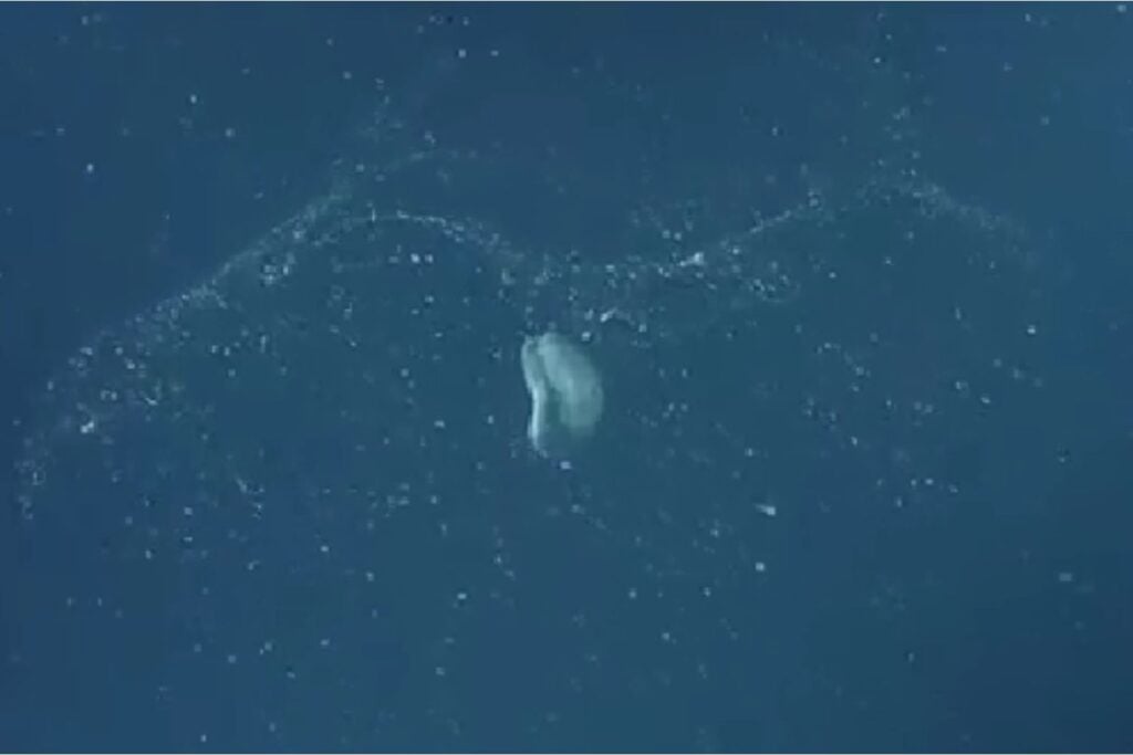 Diseño Sin Título 2025 11 02t211706.600