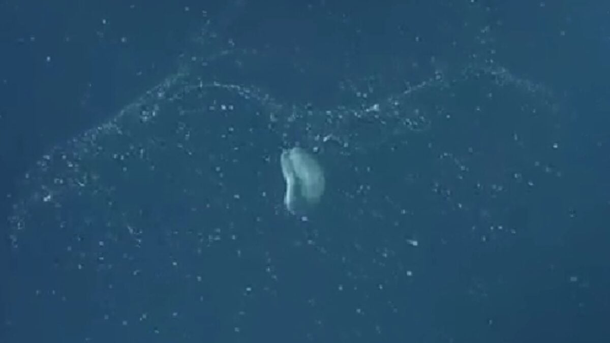 No todo el plástico flota: el océano tiene una “trampa” natural que lo arrastra hasta el abismo. Y sus efectos pueden ser mucho más graves de lo que pensábamos