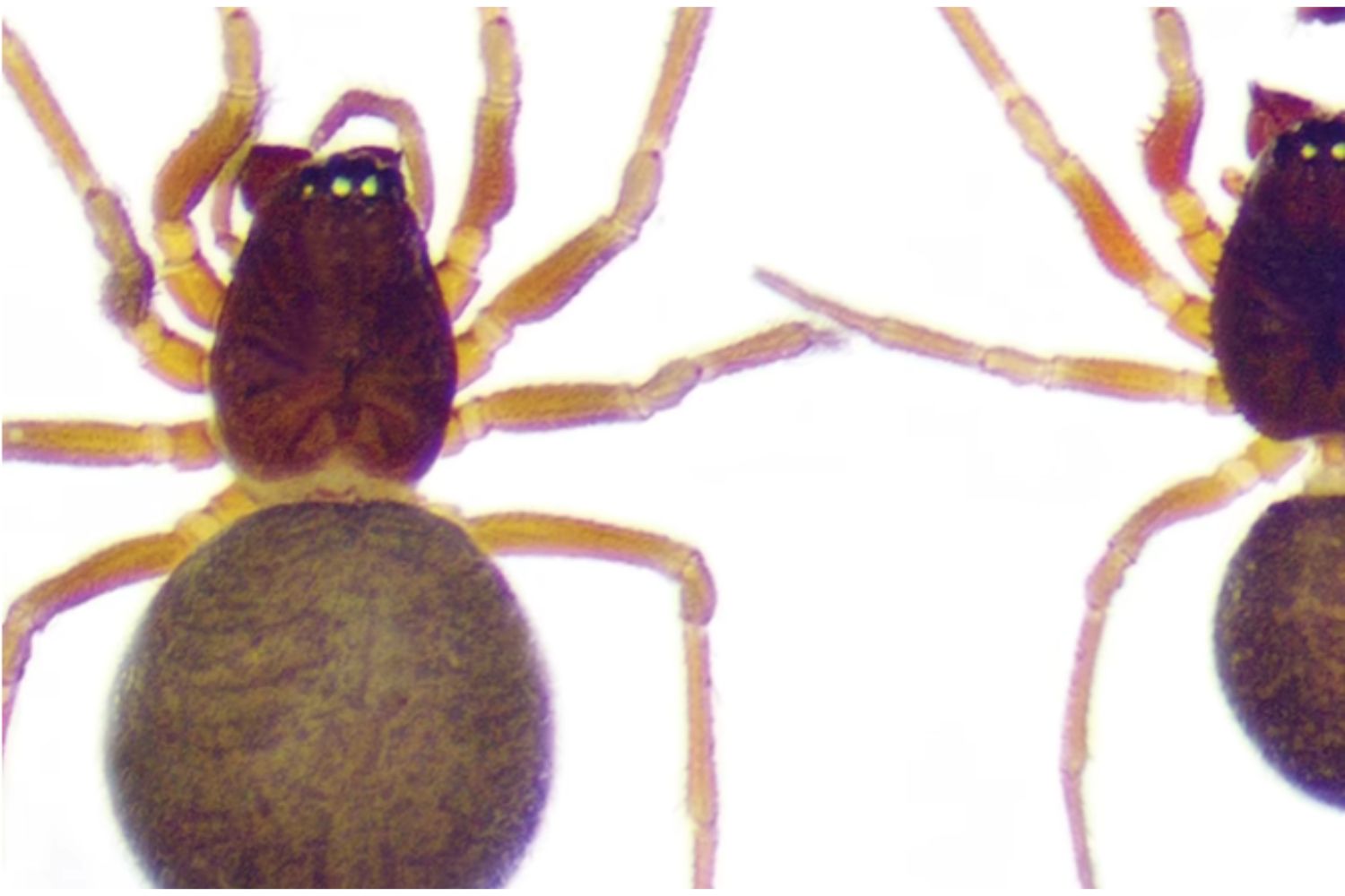 Diseño Sin Título 2025 11 20t190709.348