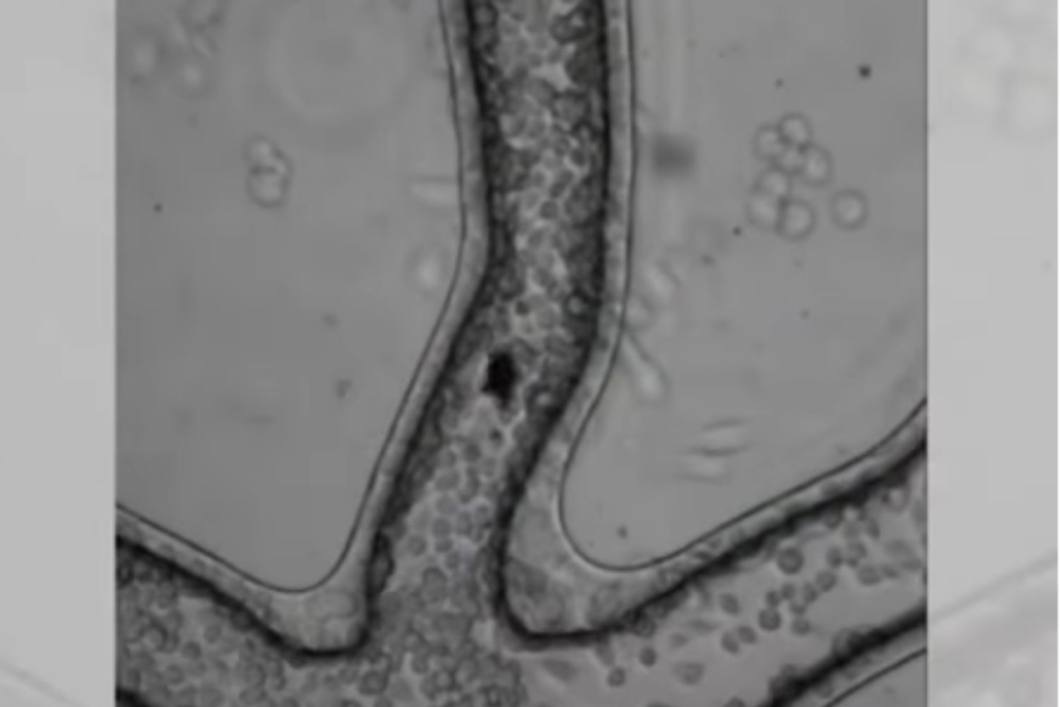 Diseño Sin Título 2025 11 25t102458.031