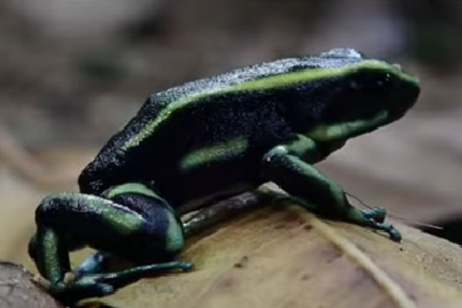 Diseño Sin Título 2025 11 26t093323.567