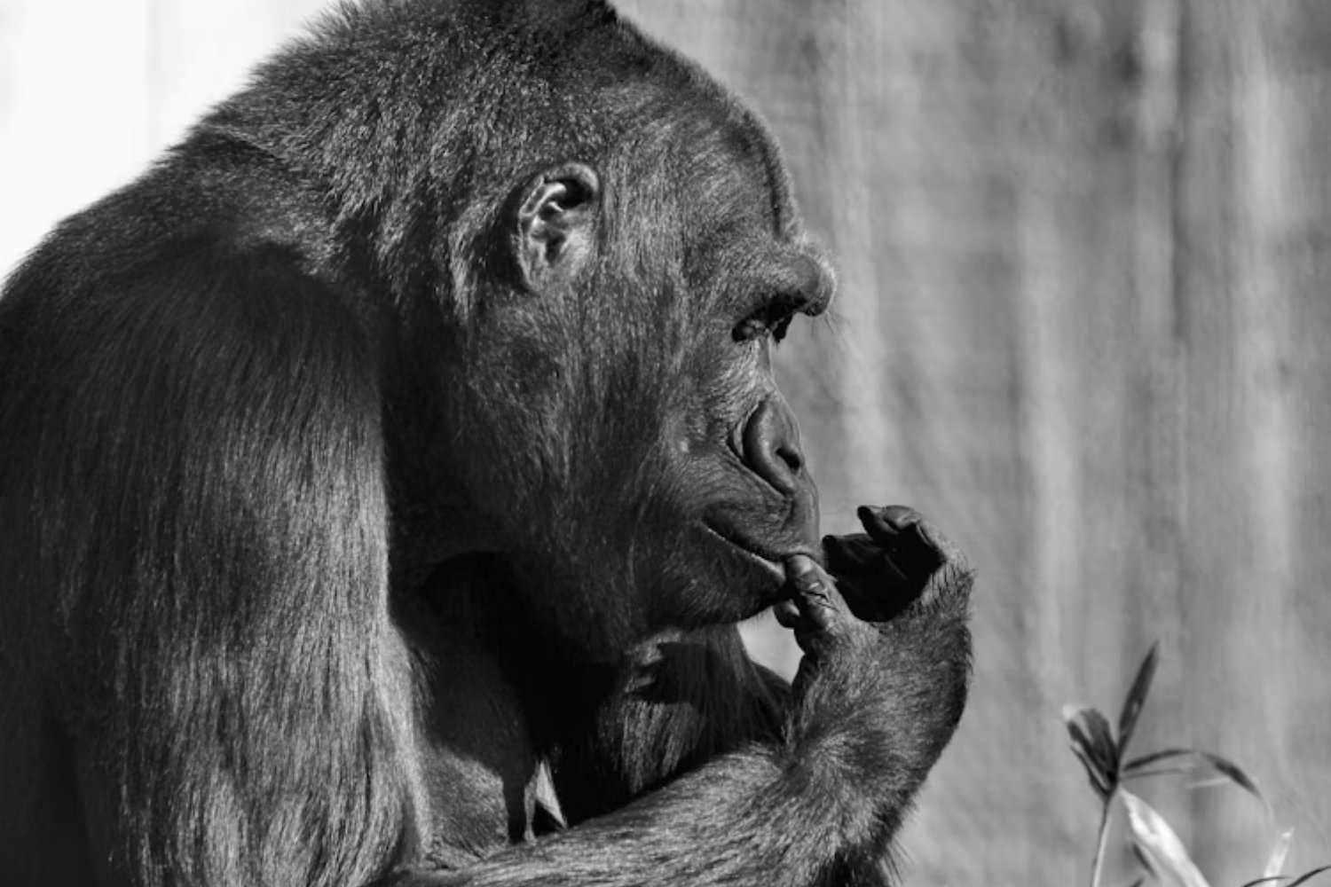 Los chimpancés también piensan. Un experimento demuestra que revisan sus creencias igual que nosotros