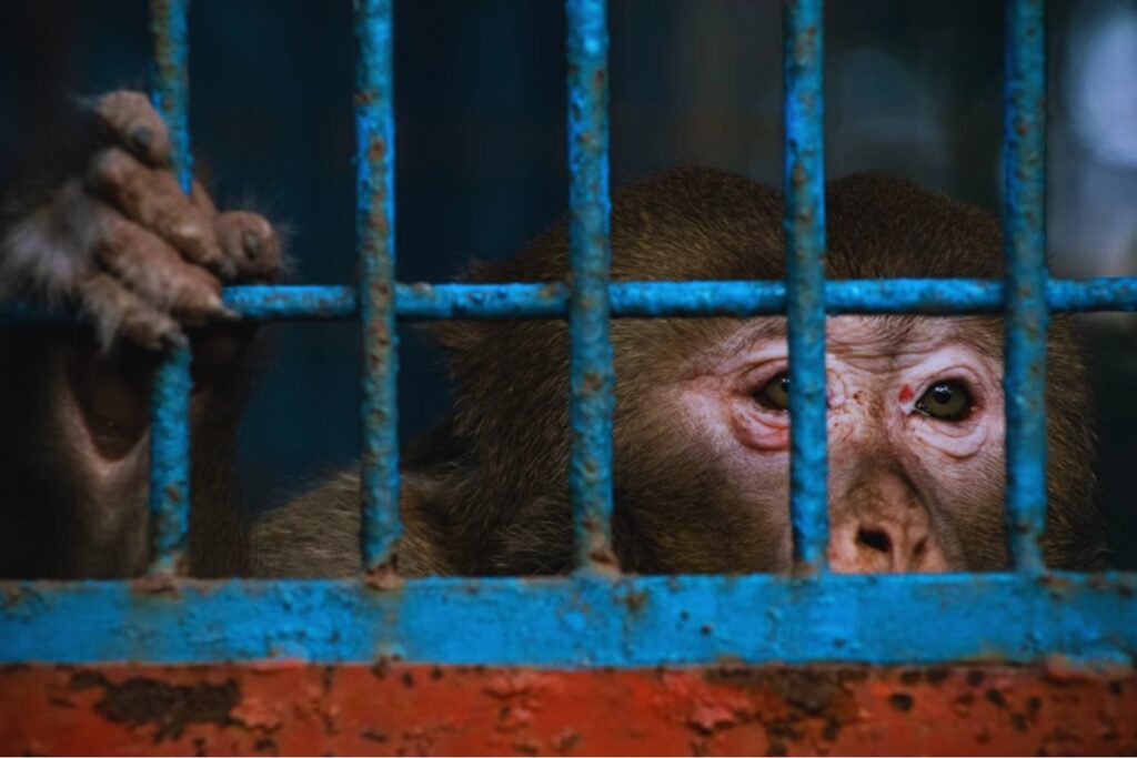 En el corazón del este congoleño, 300 primates sobreviven entre disparos y recuerdos de trauma. El santuario de Lwiro lucha por cuidarlos mientras la guerra avanza a su alrededor