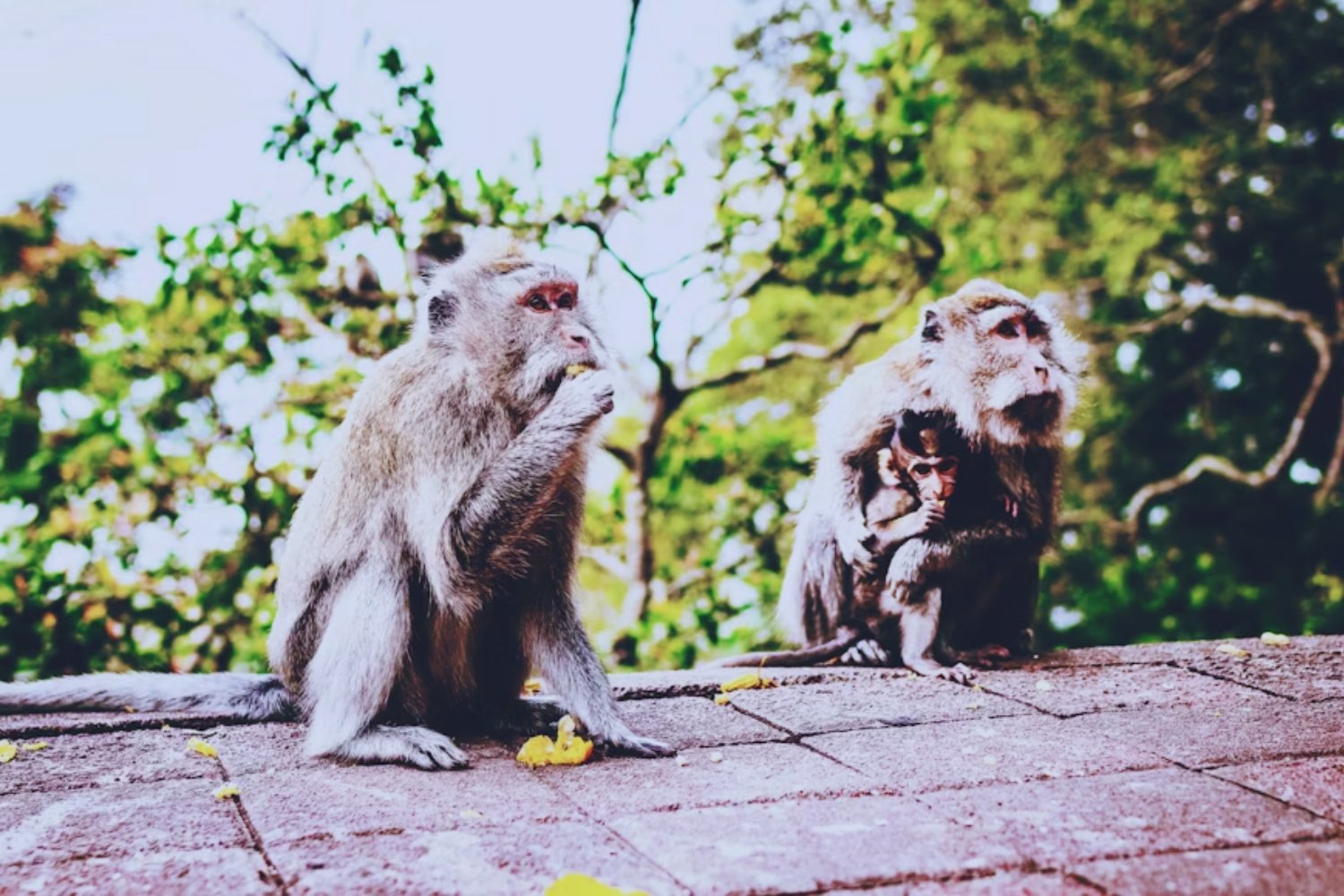 En el corazón del este congoleño, 300 primates sobreviven entre disparos y recuerdos de trauma. El santuario de Lwiro lucha por cuidarlos mientras la guerra avanza a su alrededor