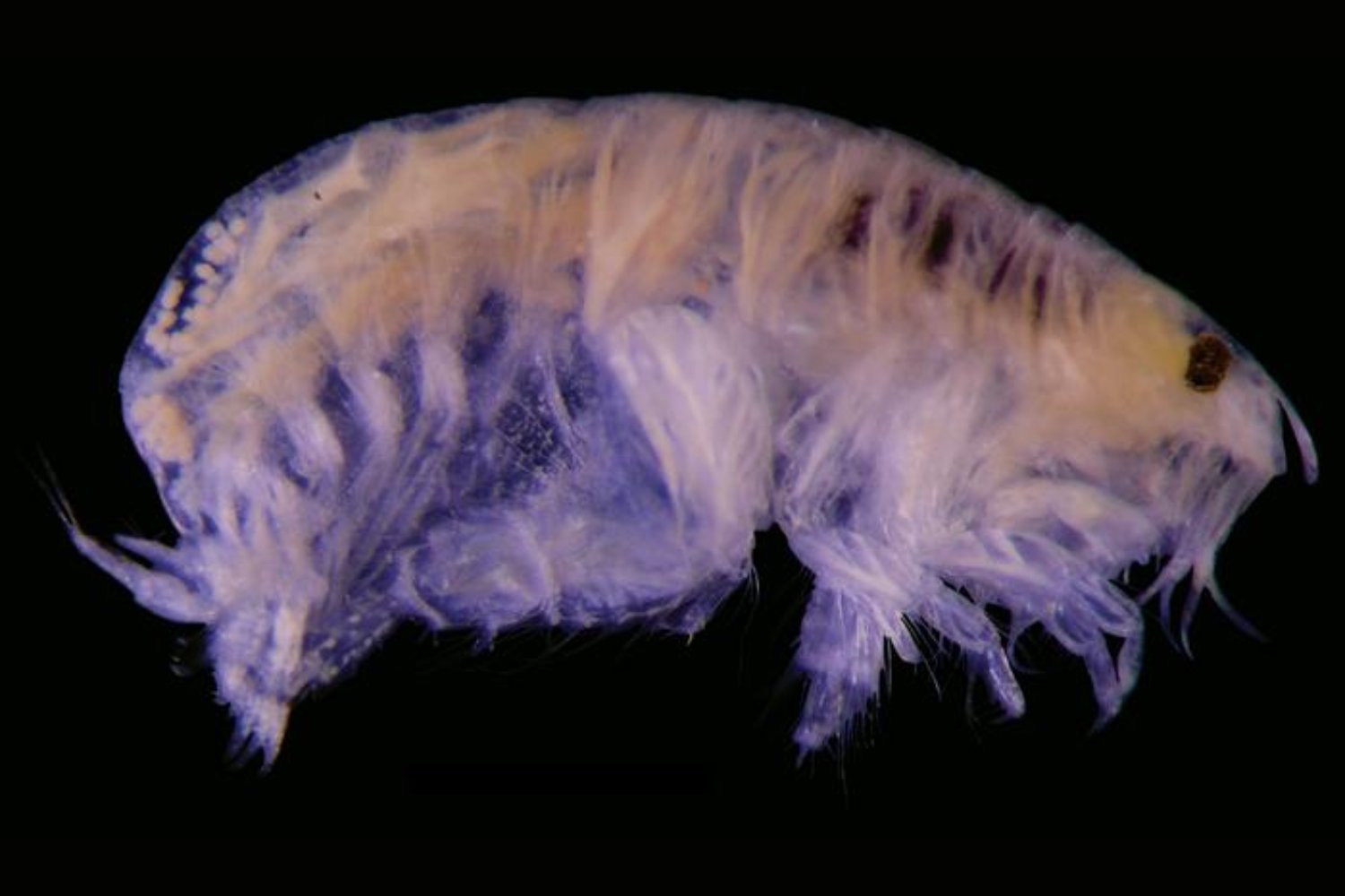 Los exploradores se sumergen a 3.465 metros bajo el océano y encuentran algo que no debería existir. Un fósil viviente que conecta el presente con la era primitiva de la Tierra