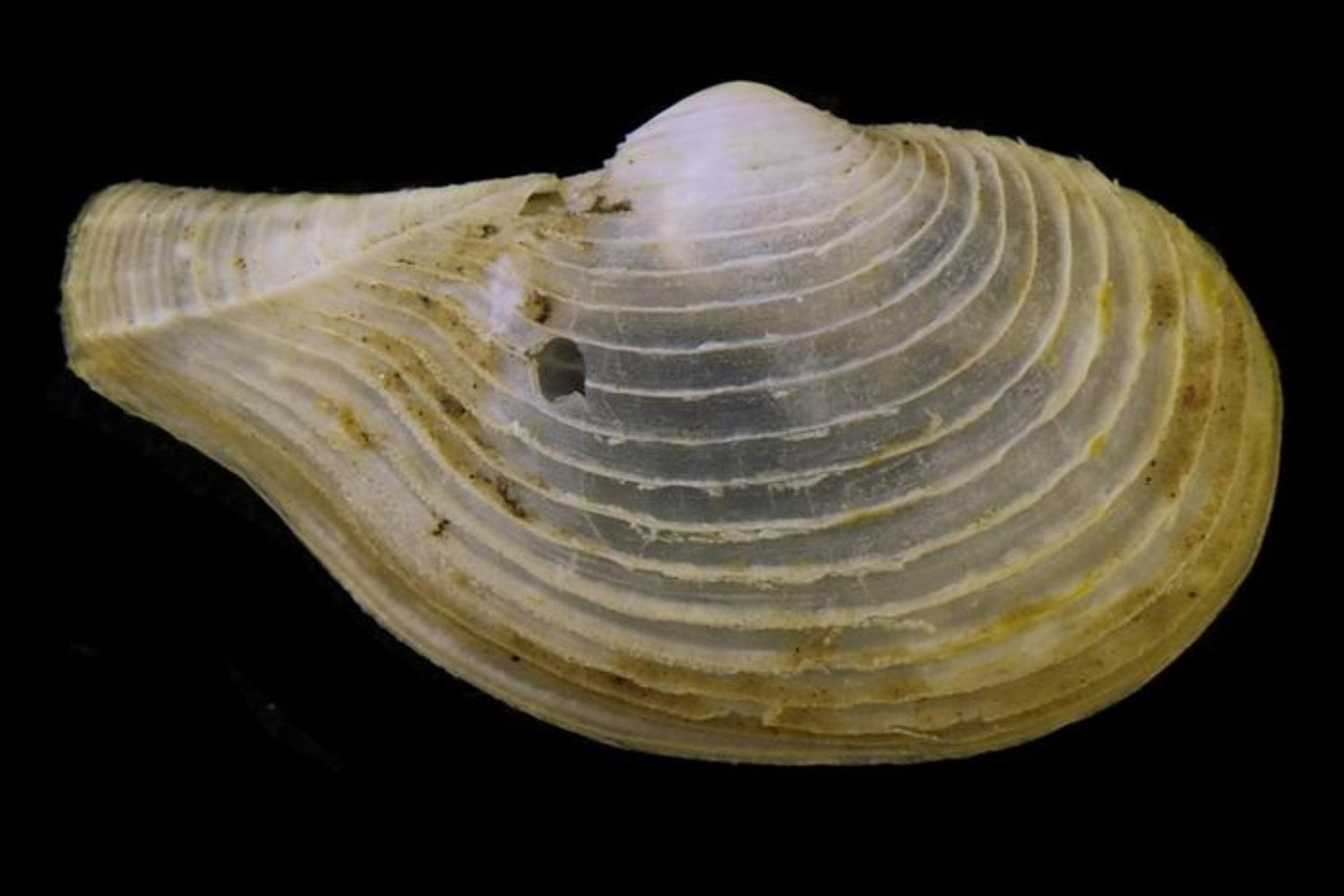 Los exploradores se sumergen a 3.465 metros bajo el océano y encuentran algo que no debería existir. Un fósil viviente que conecta el presente con la era primitiva de la Tierra