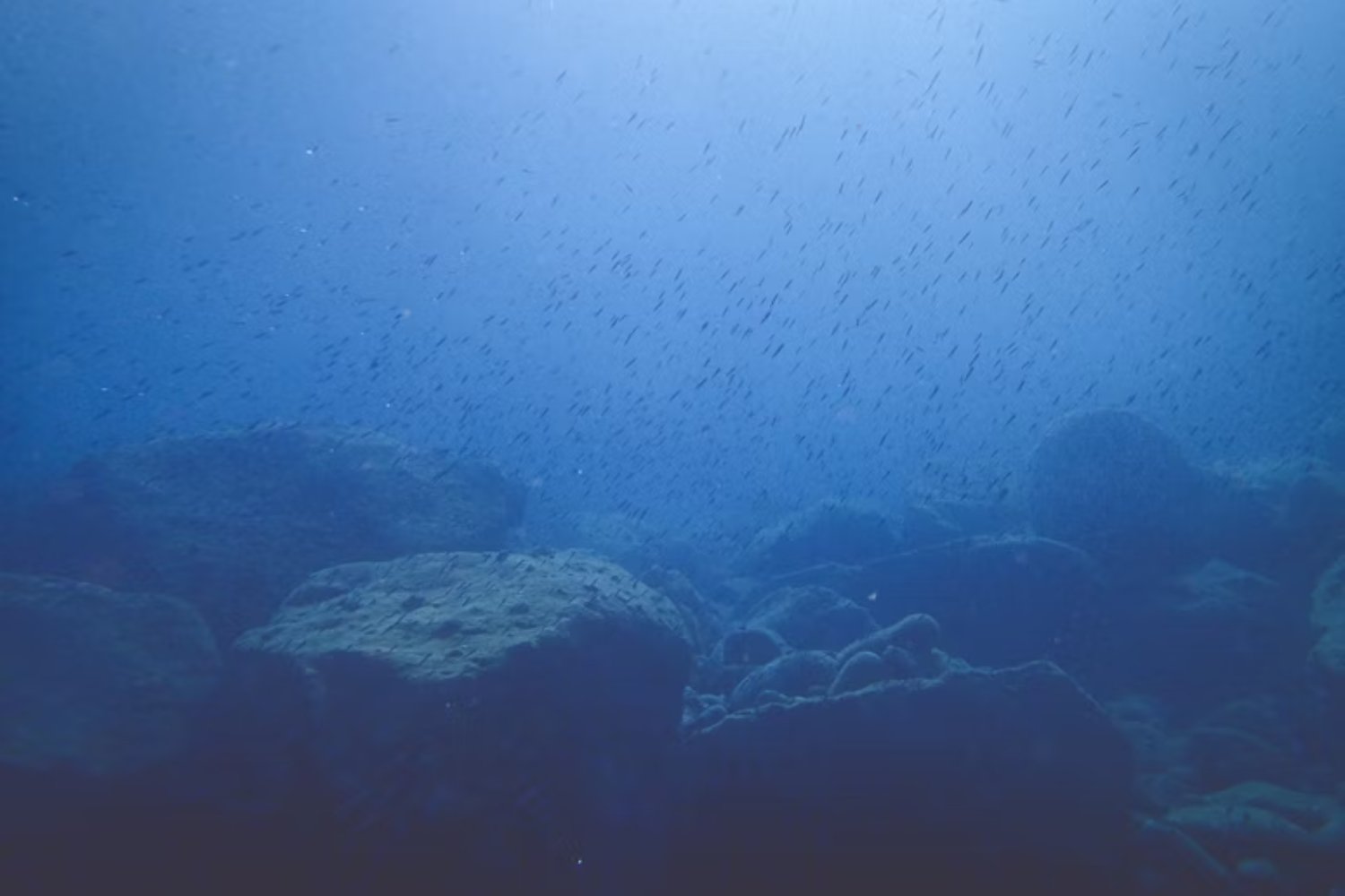 Los exploradores se sumergen a 3.465 metros bajo el océano y encuentran algo que no debería existir. Un fósil viviente que conecta el presente con la era primitiva de la Tierra