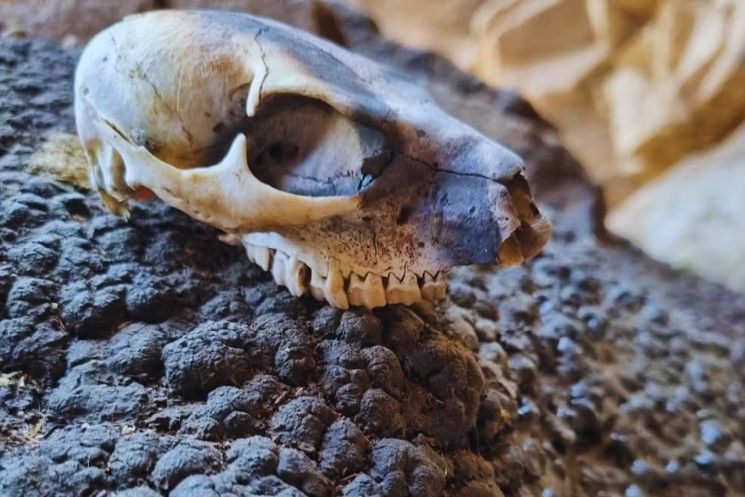 Un fósil en Sudáfrica revela algo que ningún científico había visto antes: la marca de un animal deslizándose hace 126.000 años