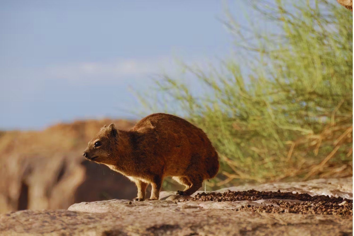 Un fósil en Sudáfrica revela algo que ningún científico había visto antes: la marca de un animal deslizándose hace 126.000 años