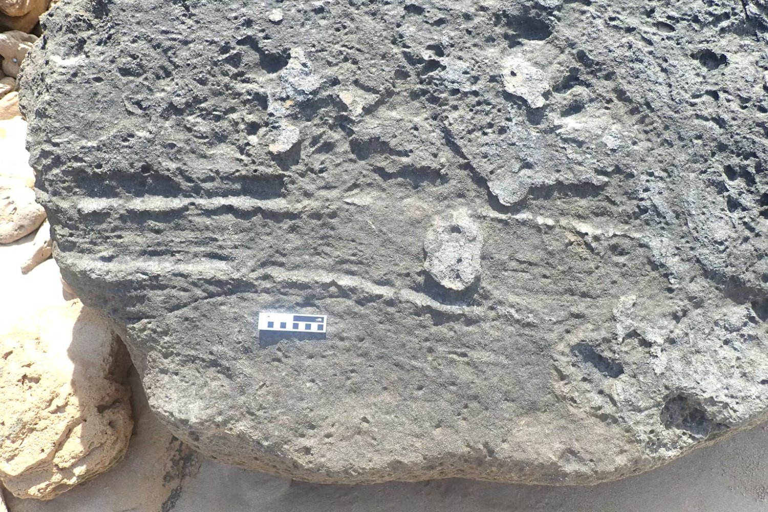 Un fósil en Sudáfrica revela algo que ningún científico había visto antes: la marca de un animal deslizándose hace 126.000 años