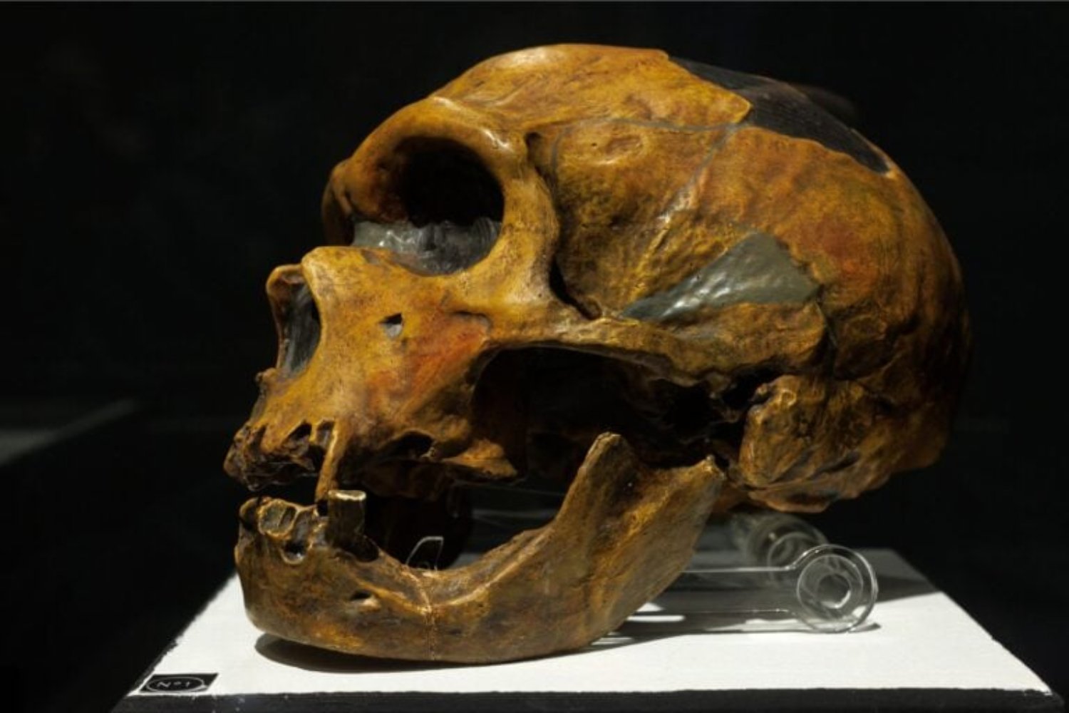 La teoría clásica sobre el final de los neandertales está cambiando. Un estudio indica que su desaparición fue una dilución gradual dentro de poblaciones de Homo sapiens más numerosas
