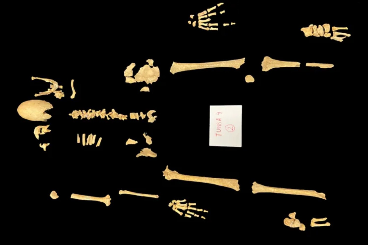 El guerrero que no debía existir: un cráneo anómalo del siglo XIII desconcierta a los científicos y reescribe lo que creíamos sobre la Edad Media