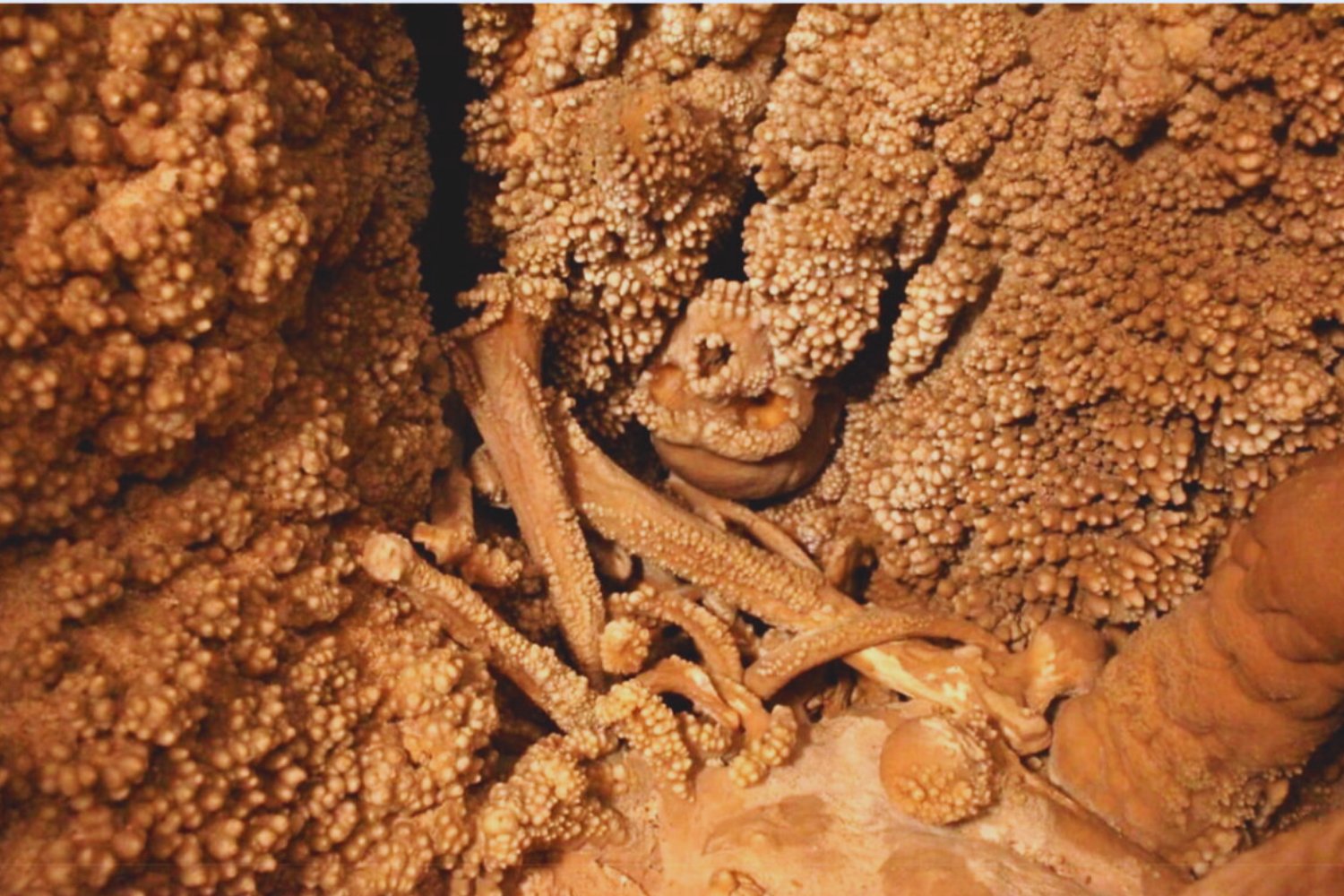 No era como creíamos: la nariz del neandertal mejor conservado de Europa contradice 50 años de teorías sobre la adaptación al frío