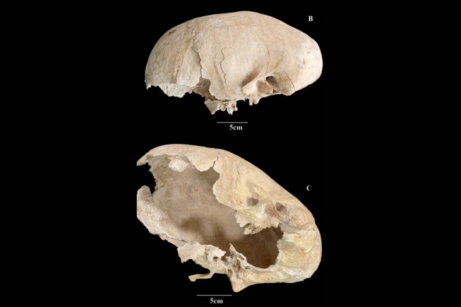 El guerrero que no debía existir: un cráneo anómalo del siglo XIII desconcierta a los científicos y reescribe lo que creíamos sobre la Edad Media