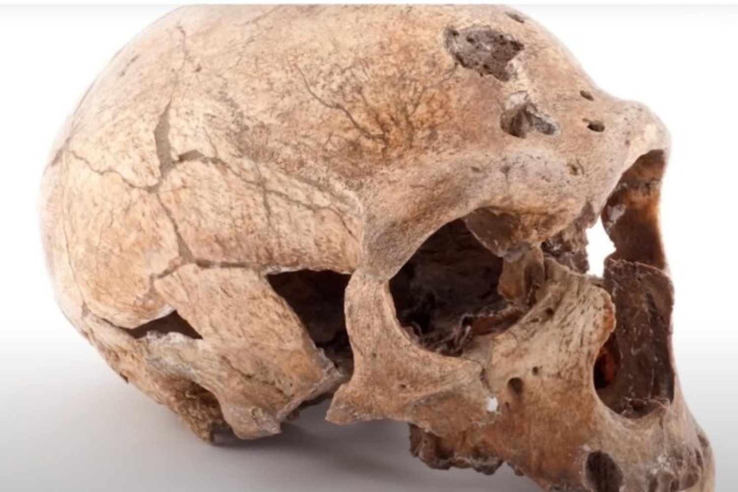 La teoría clásica sobre el final de los neandertales está cambiando. Un estudio indica que su desaparición fue una dilución gradual dentro de poblaciones de Homo sapiens más numerosas