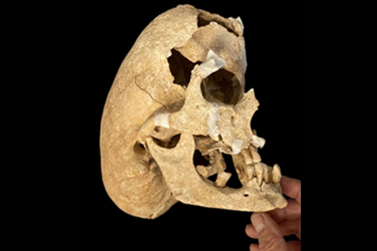 El guerrero que no debía existir: un cráneo anómalo del siglo XIII desconcierta a los científicos y reescribe lo que creíamos sobre la Edad Media