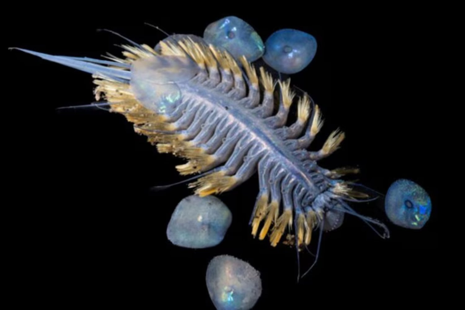 Identifican una nueva especie de esponja carnívora en el océano Antártico. Es la primera evidencia de depredación activa en este grupo en aguas polares