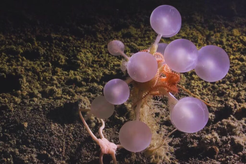 Identifican una nueva especie de esponja carnívora en el océano Antártico. Es la primera evidencia de depredación activa en este grupo en aguas polares