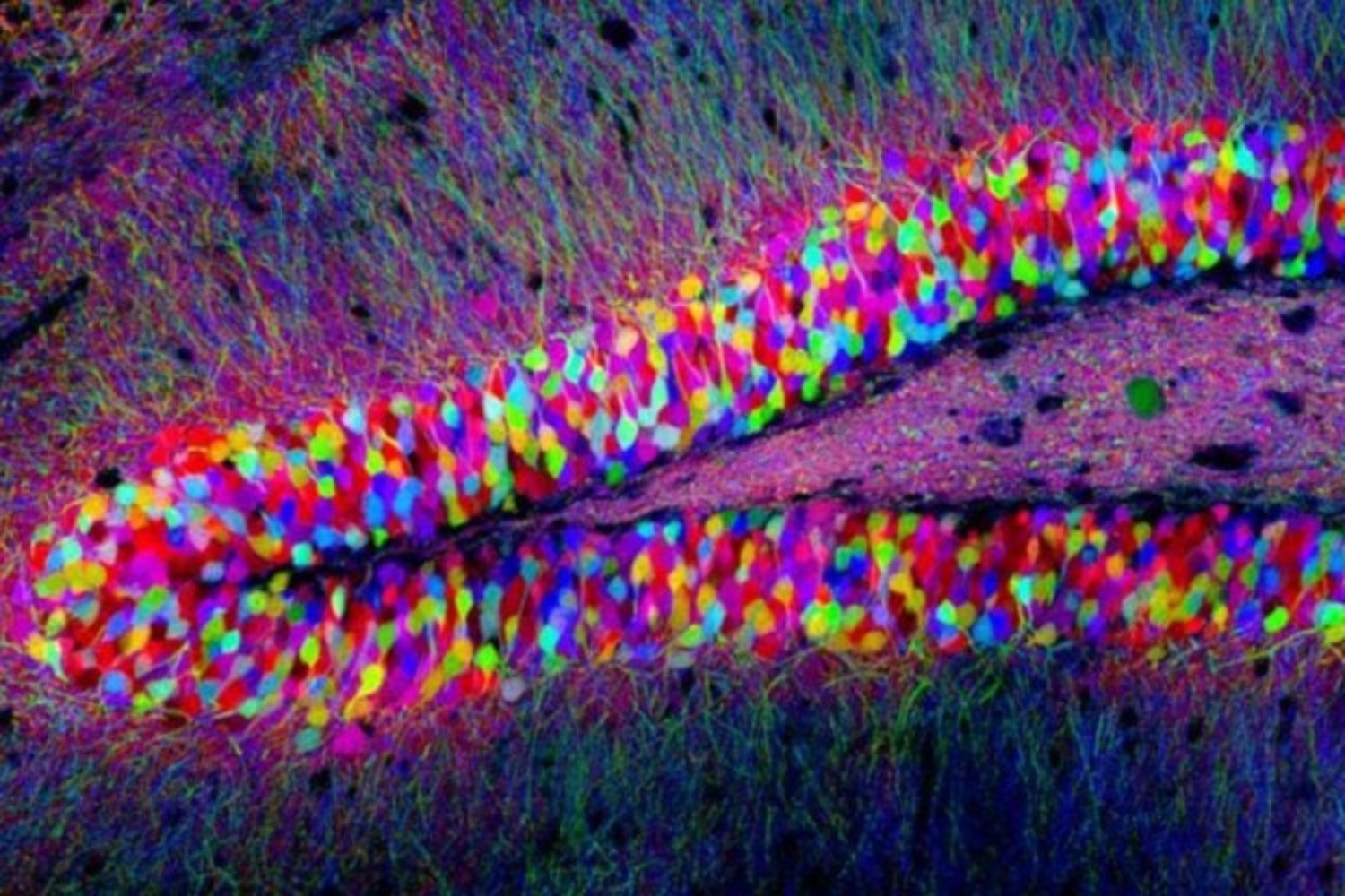 Tu cuerpo recuerda lo que tu mente olvidó: científicos usan IA para reactivar recuerdos de la niñez. El cerebro no es el único guardián de la memoria.