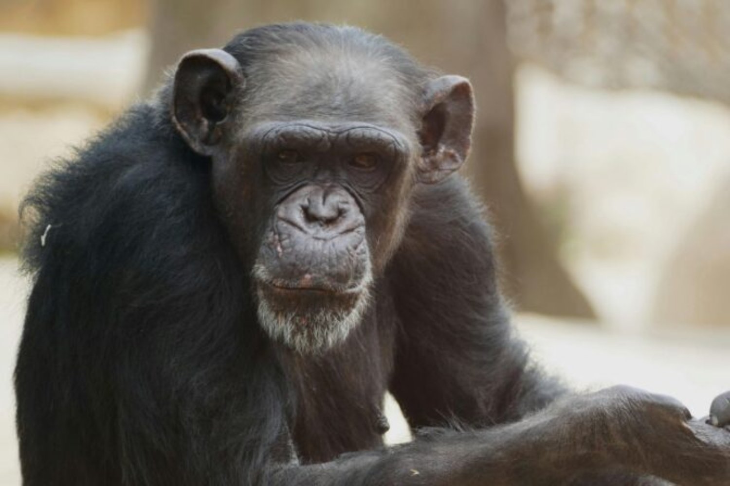 Durante décadas el envejecimiento fue un muro infranqueable. Pero un grupo de científicos lo forzó a retroceder: en primates, varios órganos “rejuvenecieron” tras una terapia celular inesperada