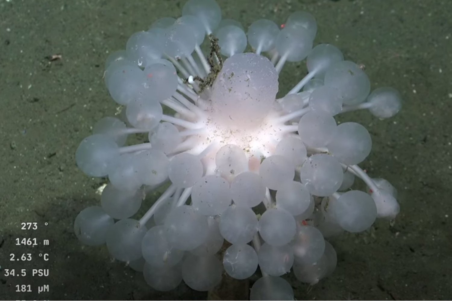 Identifican una nueva especie de esponja carnívora en el océano Antártico. Es la primera evidencia de depredación activa en este grupo en aguas polares