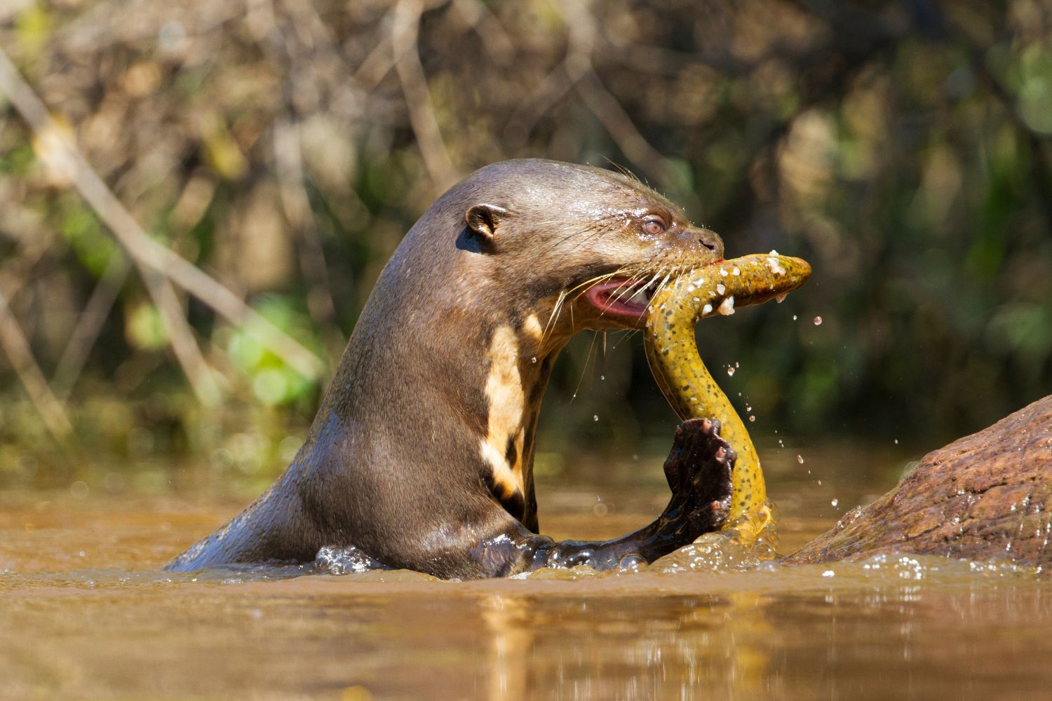 Diseño Sin Título (35)