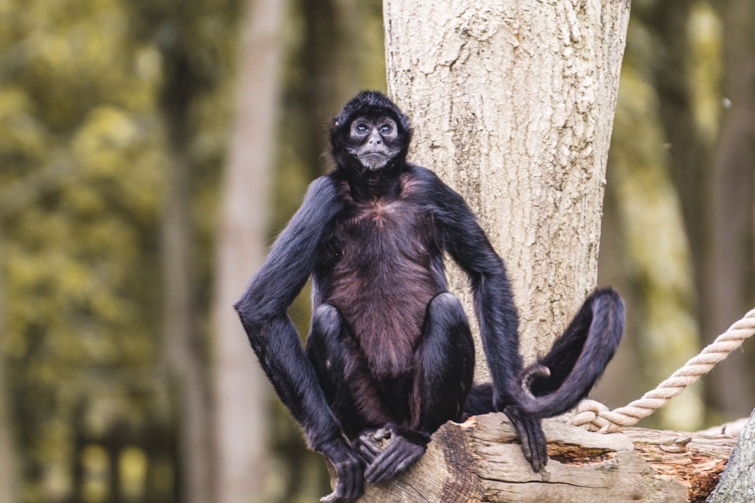 Diseño Sin Título (36)