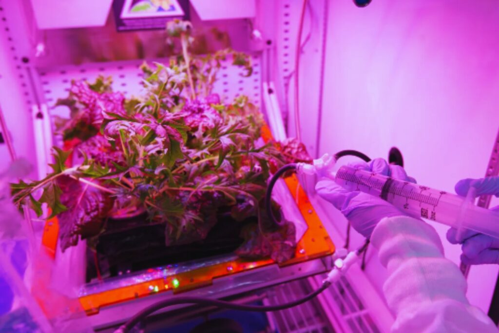 Convertirse en especie multiplanetaria requiere algo más que cohetes. Científicos preparan cultivos capaces de generar alimento, oxígeno y fármacos en el espacio profundo