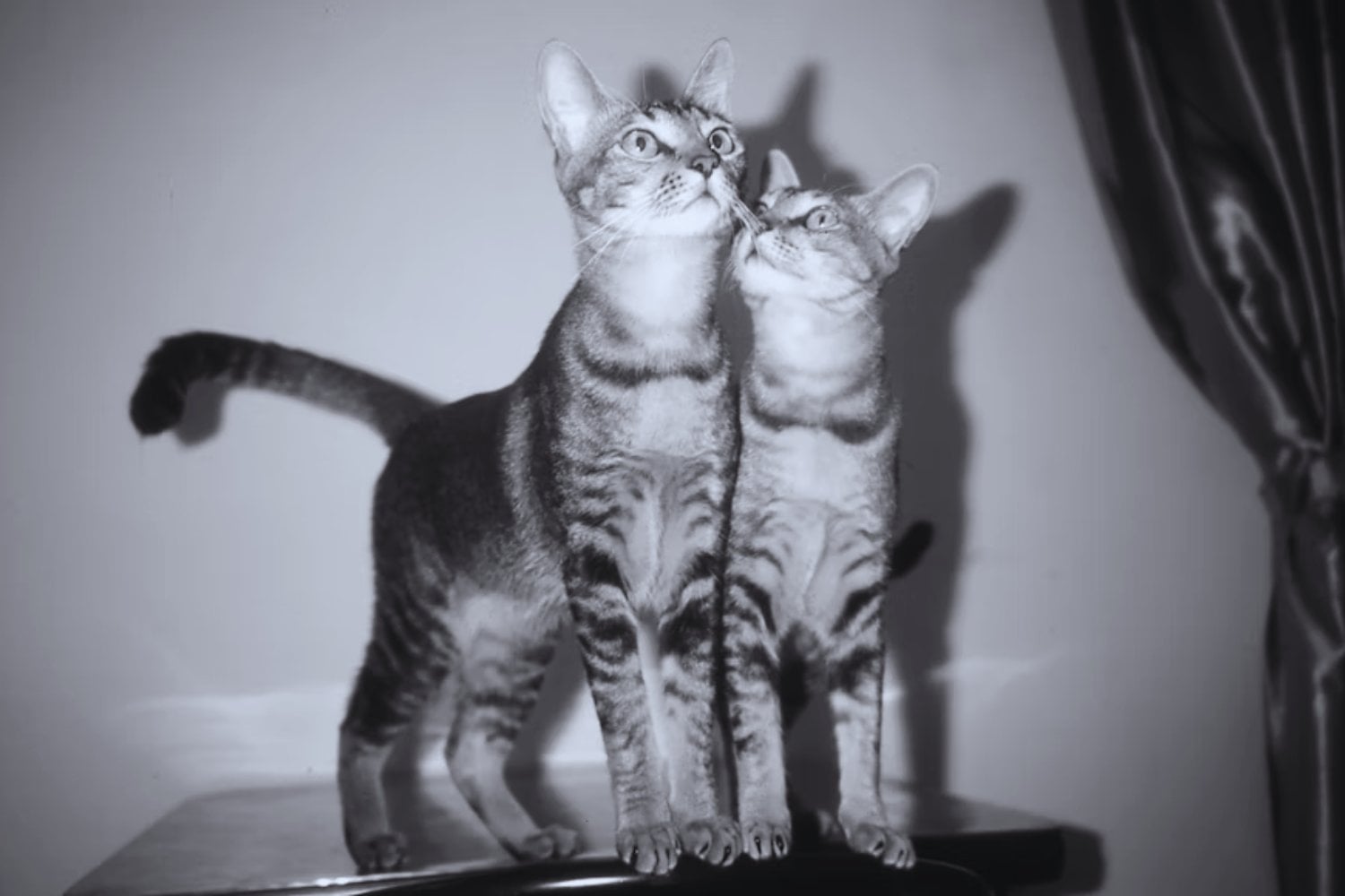 “Aunque los gatos suelen quedarse cerca de casa cuando se escapan, algunos pueden alejarse hasta 2 km y volver solos”. Un estudio revela el alcance real de sus excursiones