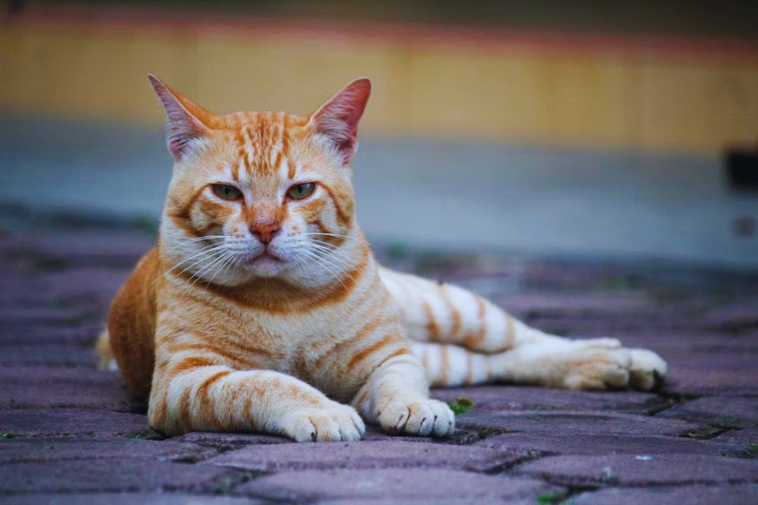 “Aunque los gatos suelen quedarse cerca de casa cuando se escapan, algunos pueden alejarse hasta 2 km y volver solos”. Un estudio revela el alcance real de sus excursiones