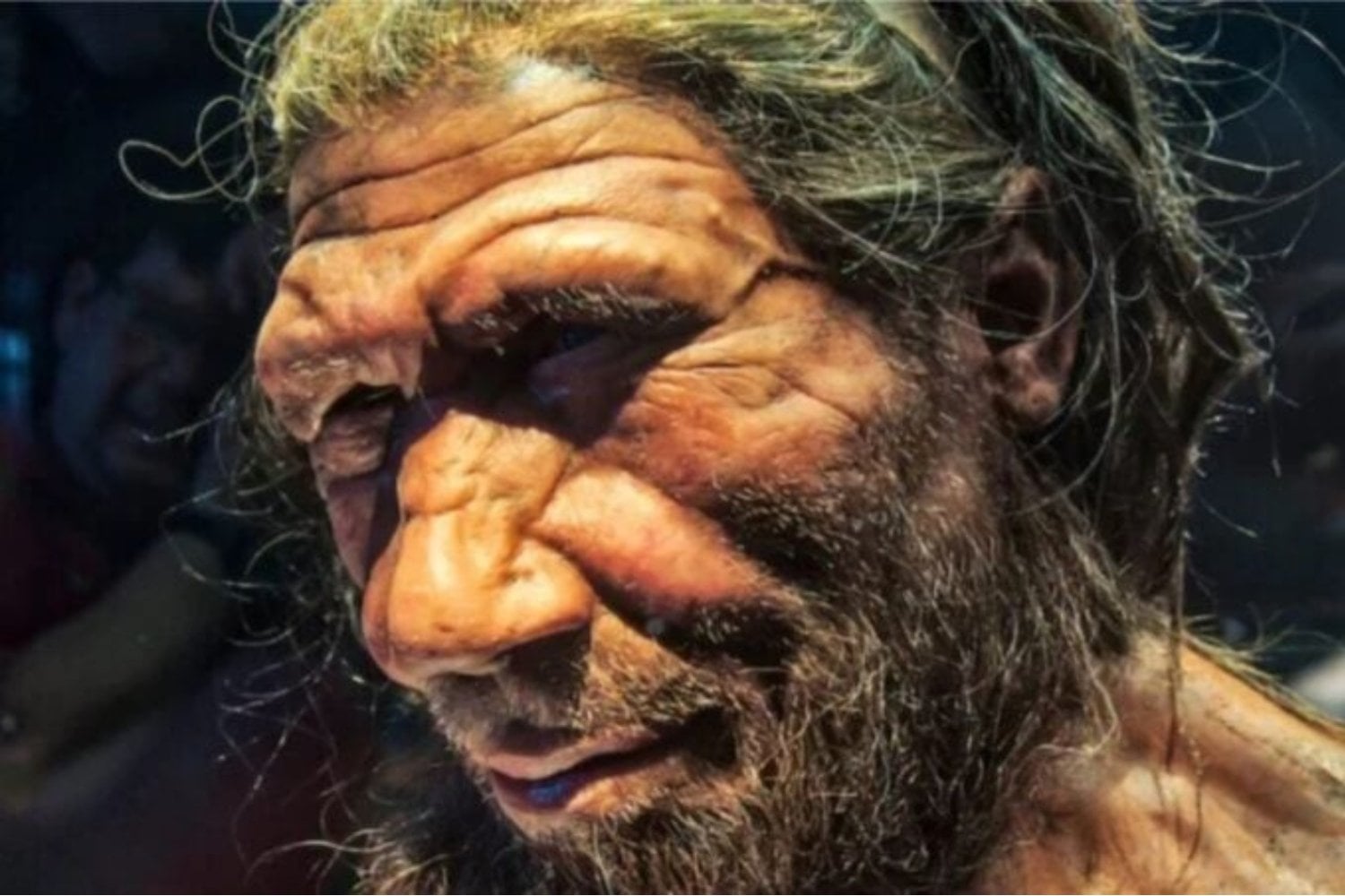 El final de los neandertales quizá nunca fue un final. Un modelo matemático indica que no murieron como especie, sino que se fundieron con nosotros hasta desaparecer