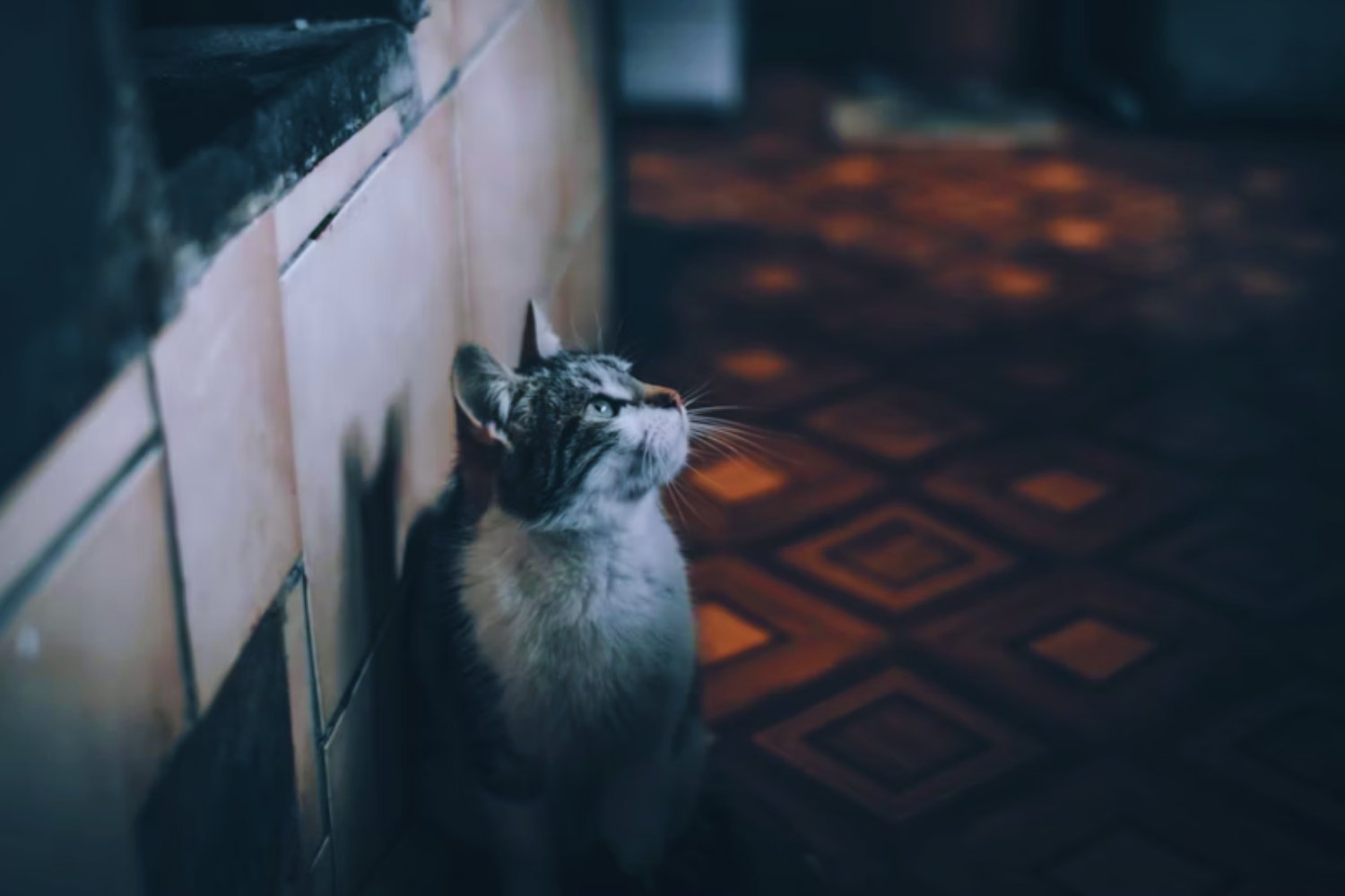 “Aunque los gatos suelen quedarse cerca de casa cuando se escapan, algunos pueden alejarse hasta 2 km y volver solos”. Un estudio revela el alcance real de sus excursiones