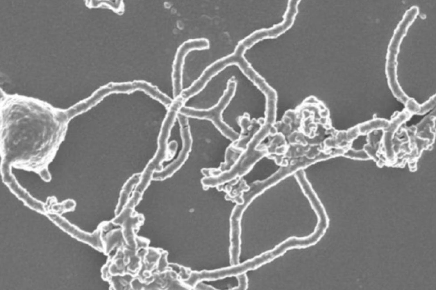 Una expedición en el Atlántico Sur busca a los microbios que podrían haber dado origen a toda la vida compleja. Si los encuentran, podríamos entender de dónde venimos.
