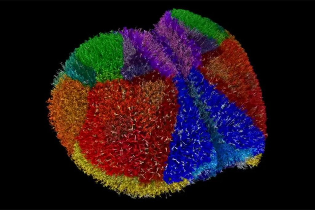 La pregunta era simple: ¿podemos simular un cerebro real? La respuesta llegó desde Japón. Fugaku, capaz de hacer 400 cuatrillones de cálculos por segundo, acaba de construir la primera corteza cerebral completa jamás reproducida en un ordenador.