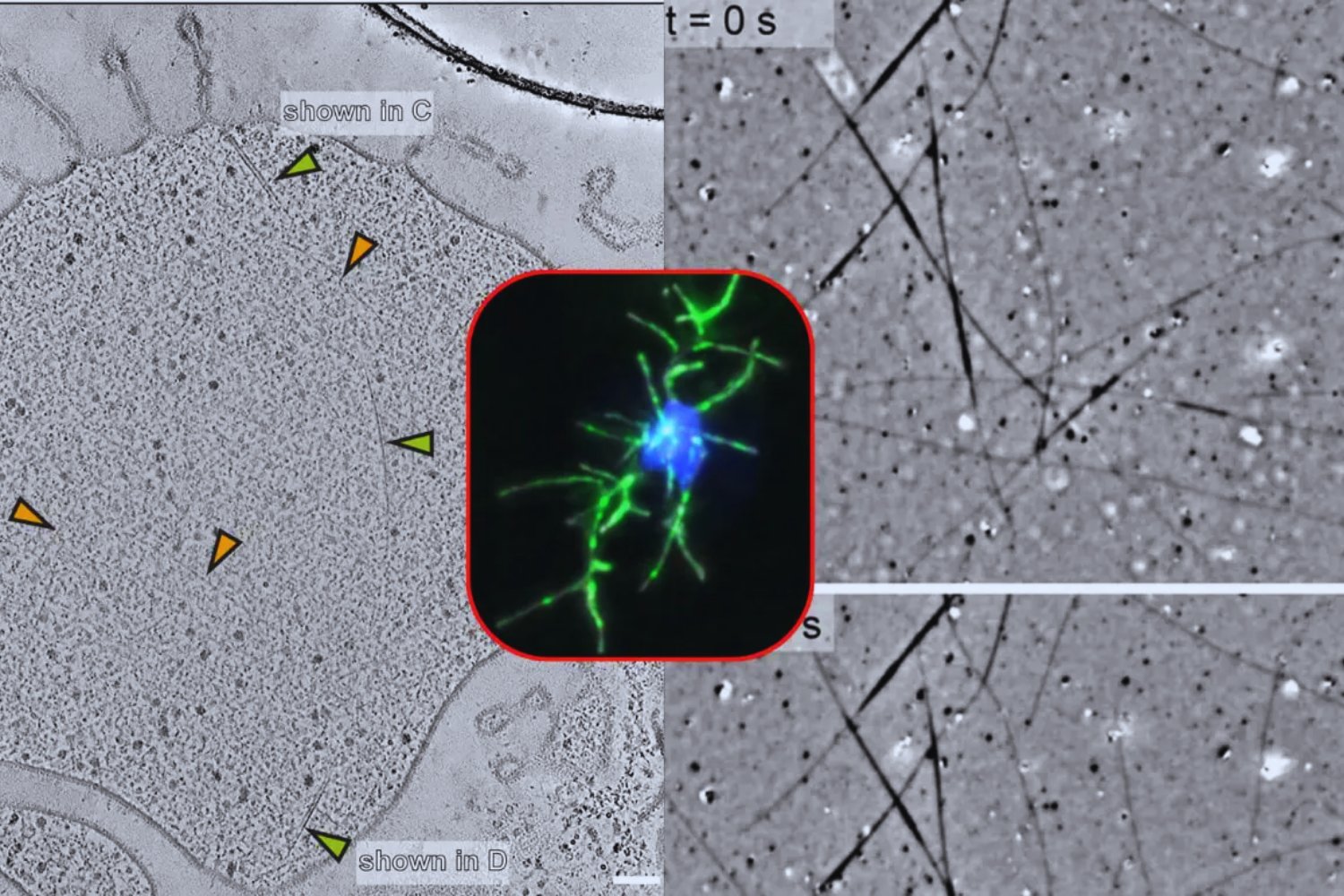 Una expedición en el Atlántico Sur busca a los microbios que podrían haber dado origen a toda la vida compleja. Si los encuentran, podríamos entender de dónde venimos.