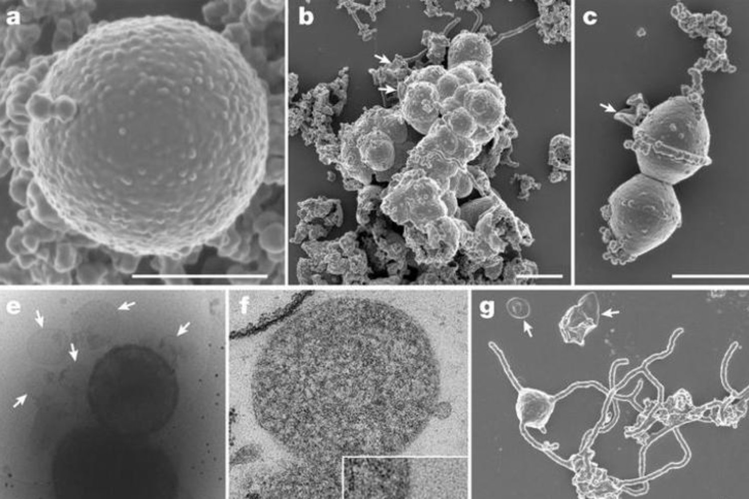 Una expedición en el Atlántico Sur busca a los microbios que podrían haber dado origen a toda la vida compleja. Si los encuentran, podríamos entender de dónde venimos.