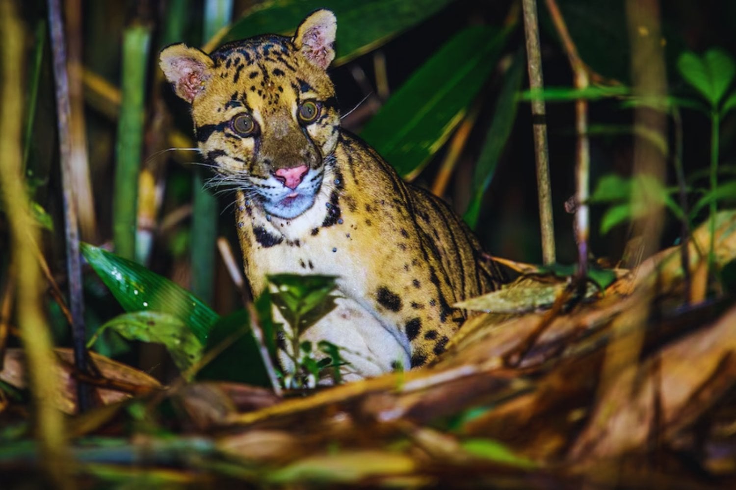 El Himalaya guarda un secreto que acaba de salir a la luz. Por primera vez, cámaras ocultas captan a un leopardo nublado en las alturas del Tíbet