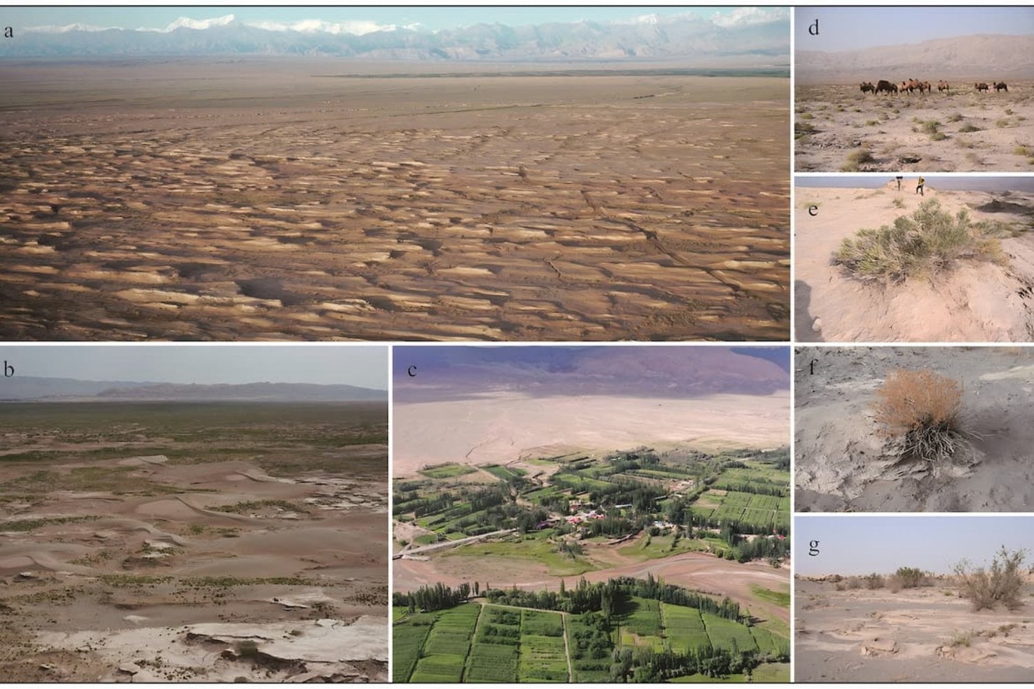 El oasis perdido que desafía al desierto: hallan en la Cuenca del Tarim el asentamiento de la Edad del Bronce más occidental de China. Un enclave que revela rutas, alianzas y una metalurgia inesperada