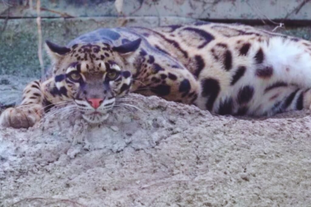 El Himalaya guarda un secreto que acaba de salir a la luz. Por primera vez, cámaras ocultas captan a un leopardo nublado en las alturas del Tíbet