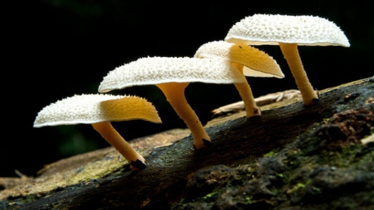 Un hongo descubierto en la Amazonia puede alimentarse de plástico como si fuera materia orgánica. Su capacidad para degradar poliuretano sin oxígeno abre una nueva vía contra la contaminación
