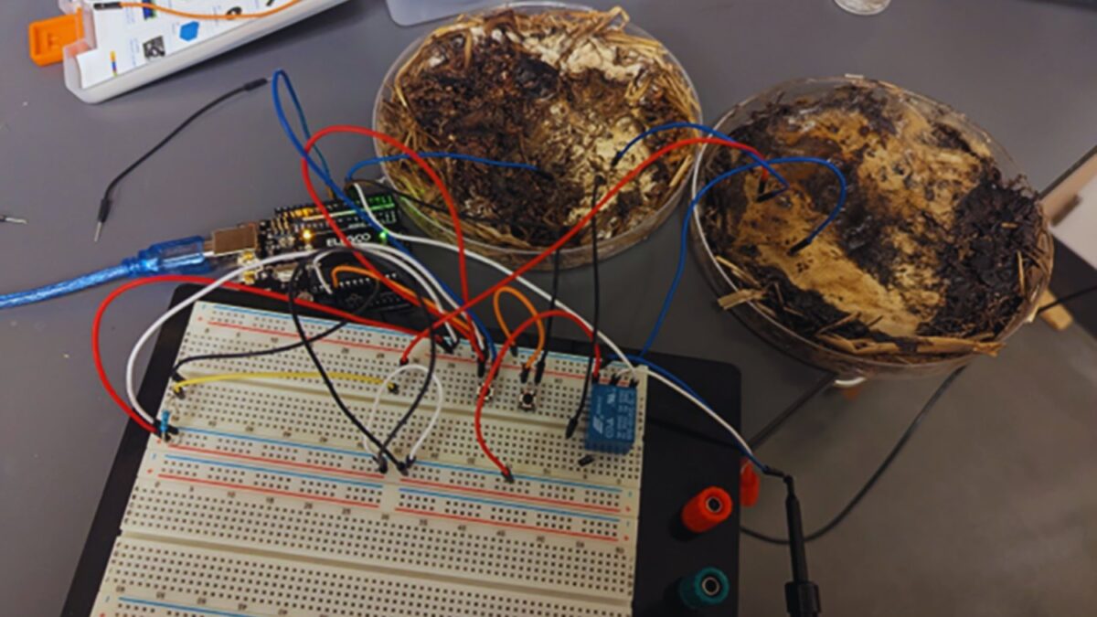 La próxima revolución tecnológica podría no salir de una fábrica de silicio, sino del micelio de un hongo. Científicos convierten shiitake en biochips con memoria eléctrica y capacidad de auto-reparación