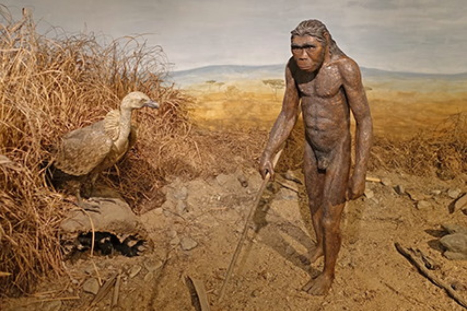 No fue el cazador, fue la presa: la inteligencia artificial reescribe la historia de Homo habilis