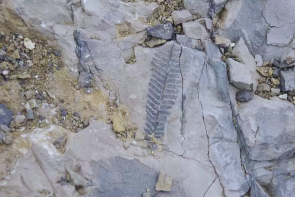 No hay nada igual. Científicos hallan en la Antártica una planta única de la era de los dinosaurios