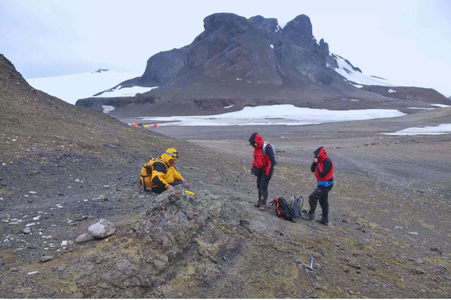 No hay nada igual. Científicos hallan en la Antártica una planta única de la era de los dinosaurios