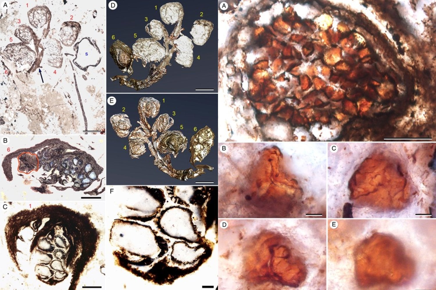 No hay nada igual. Científicos hallan en la Antártica una planta única de la era de los dinosaurios