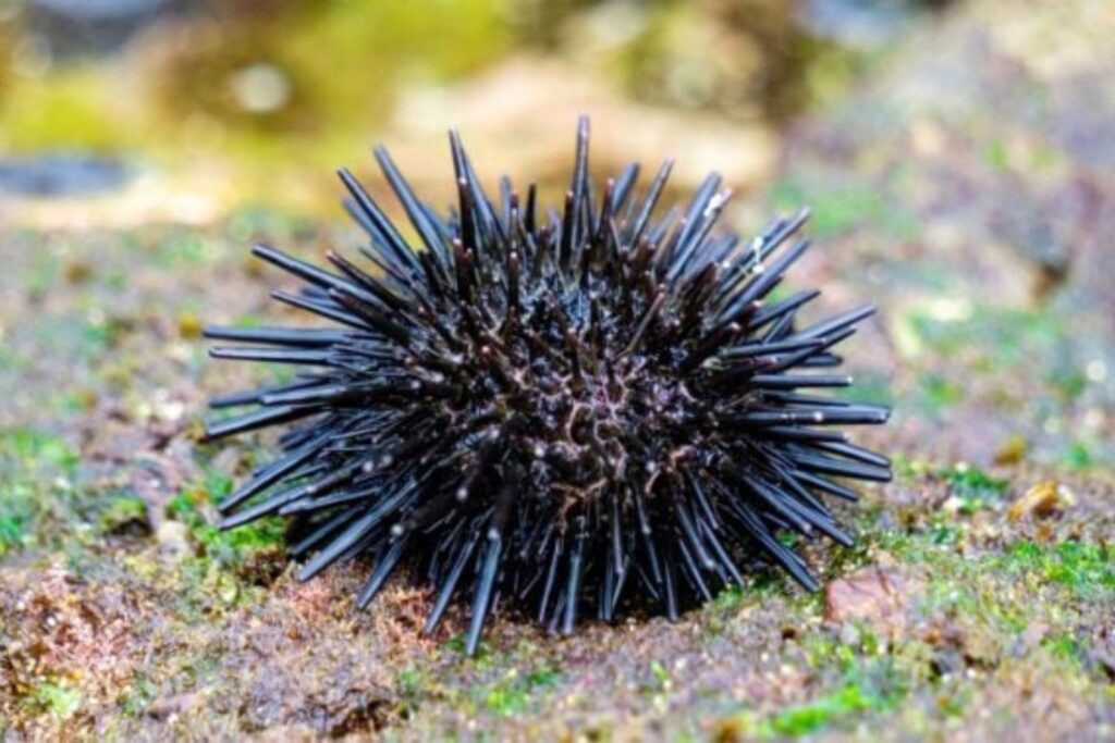 Erizo De Mar