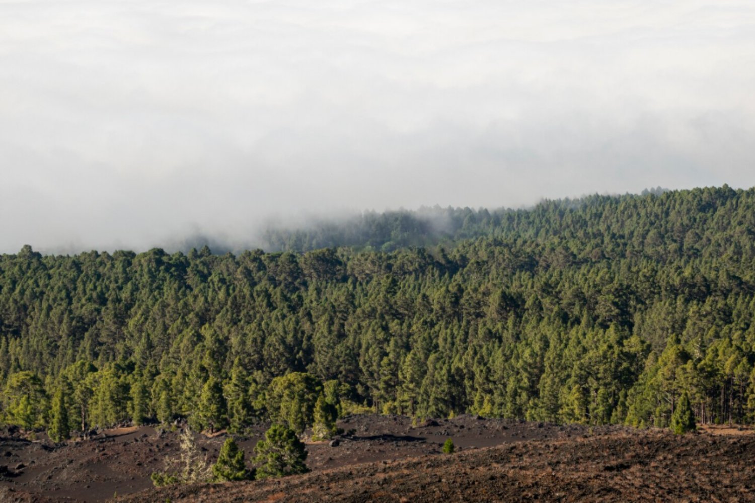 El misterio del carbono faltante: cómo una torre en Harvard cambió la ciencia del clima